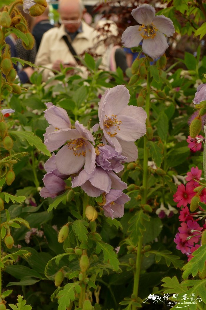 锥花绿绒蒿Meconopsis wallichii