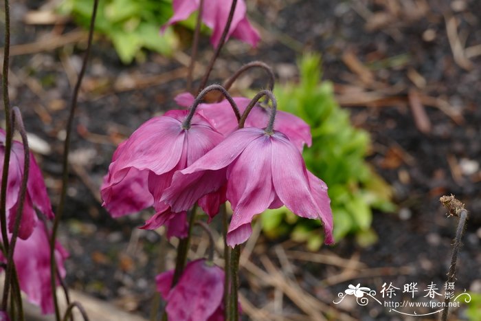 '暗红'绿绒蒿Meconopsis x cookei 'Old Rose'