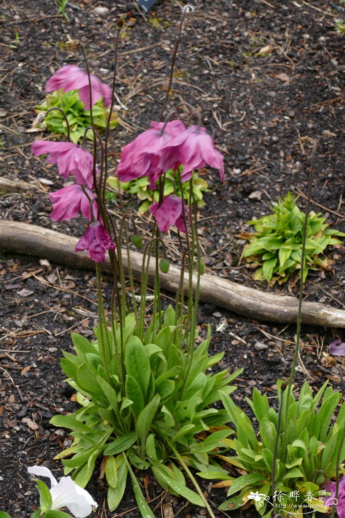 '暗红'绿绒蒿Meconopsis x cookei 'Old Rose'