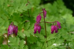 繸毛荷包牡丹Dicentra eximia