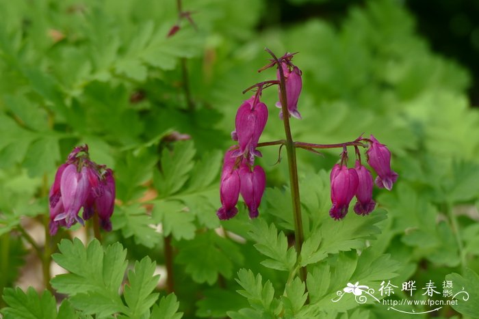 繸毛荷包牡丹Dicentra eximia