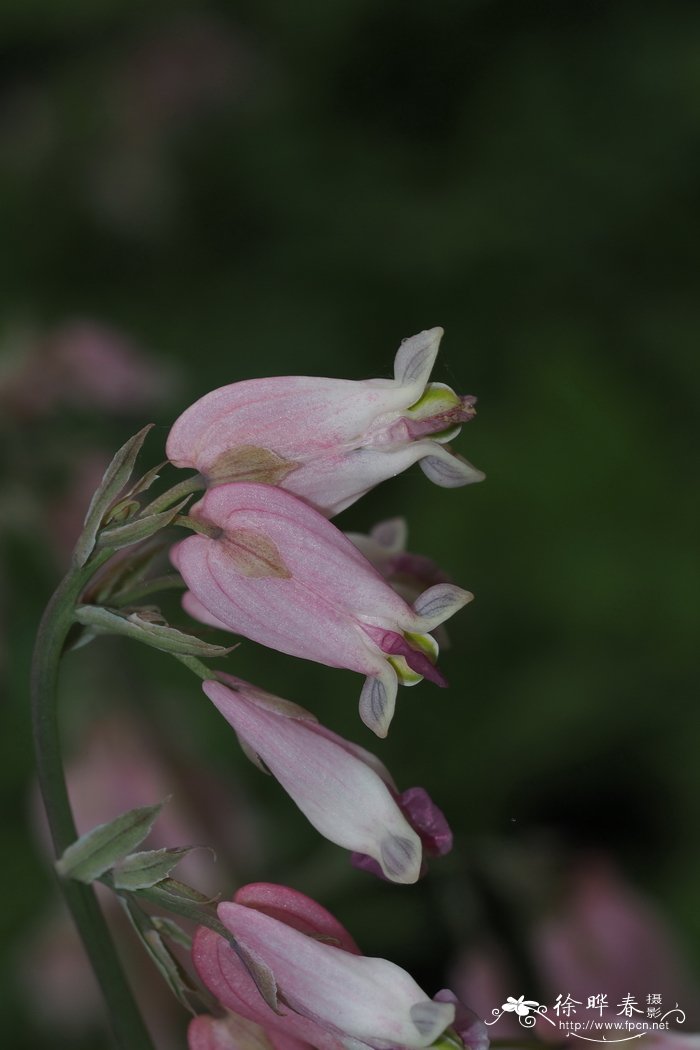 繸毛荷包牡丹Dicentra eximia