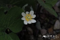 血根草Sanguinaria canadensis