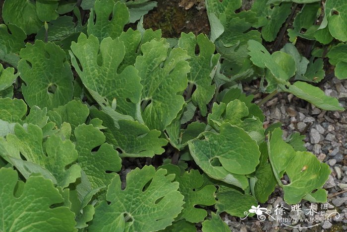 血根草Sanguinaria canadensis