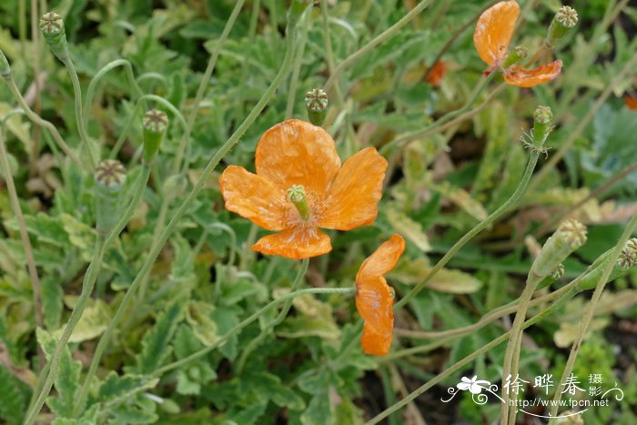 摩洛哥罂粟Papaver atlanticum