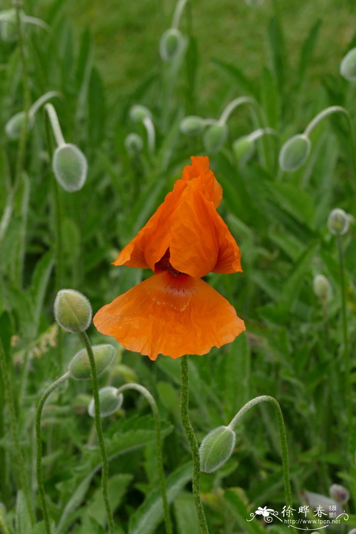 人红罂粟Papaver bracteatum