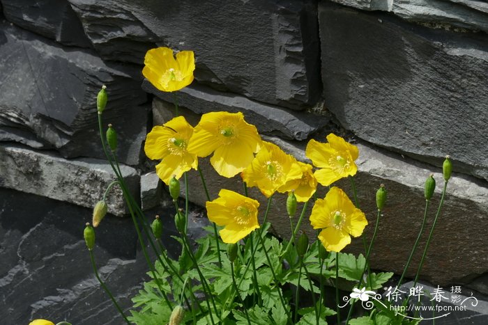 Papaver cambricum