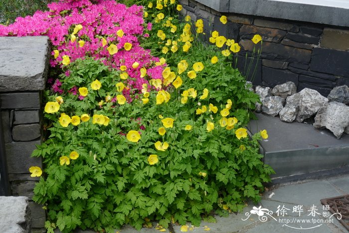 Papaver cambricum