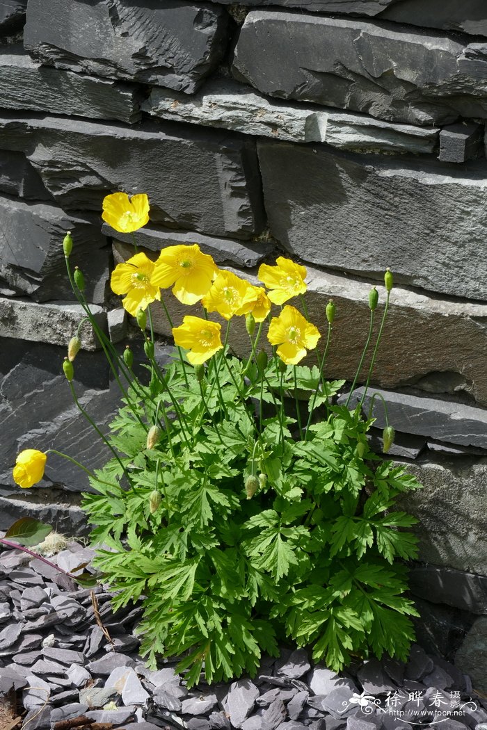 Papaver cambricum