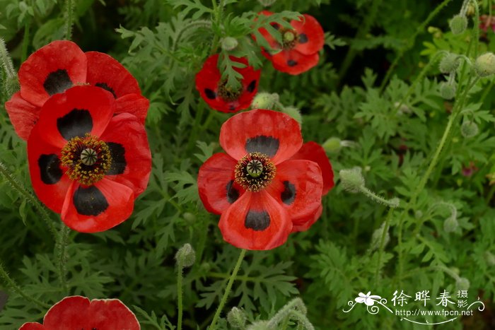 虞美人Papaver rhoeas