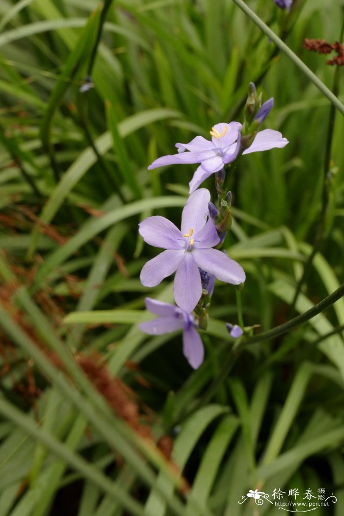 多花晨鸢尾Orthrosanthus multiflorus