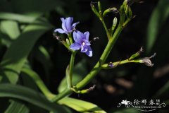 剑叶蓝星鸢尾Aristea ensifolia