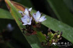 宽茎蓝星鸢尾Aristea platycaulis