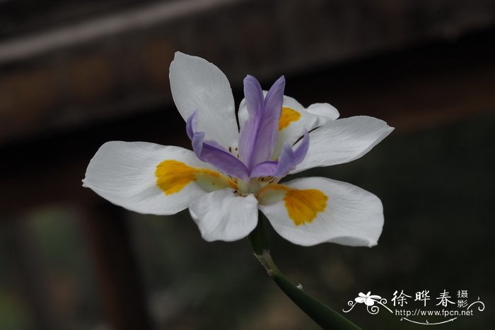 大花离被鸢尾Dietes grandiflora