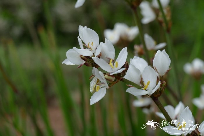 智利丽白花Libertia chilensis