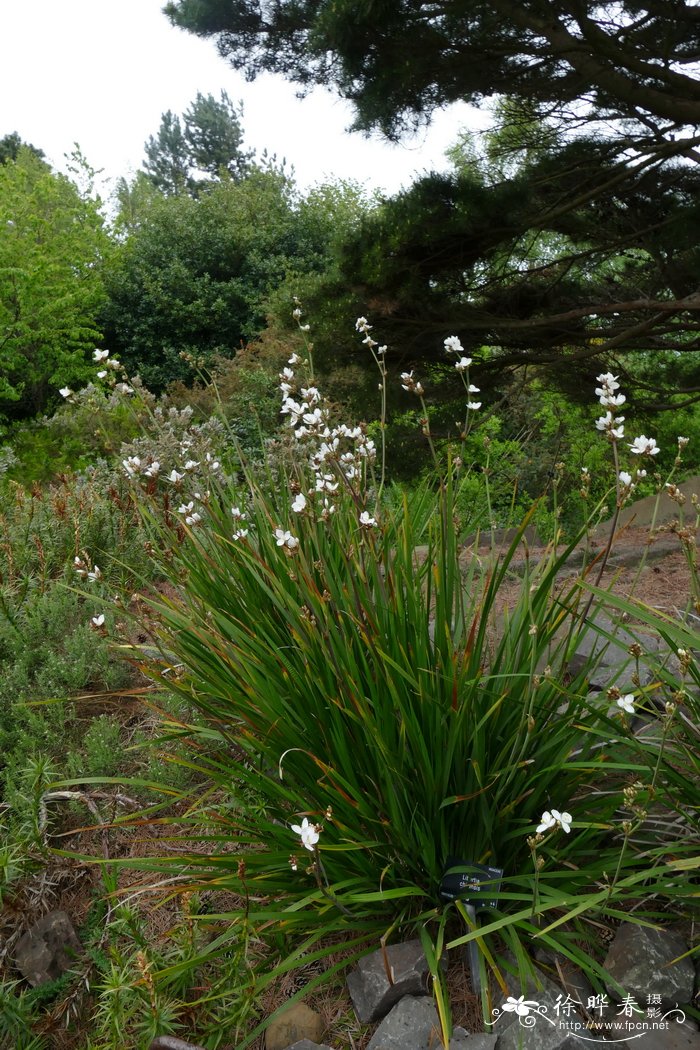 智利丽白花Libertia chilensis