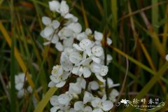 大花丽白花Libertia grandiflora