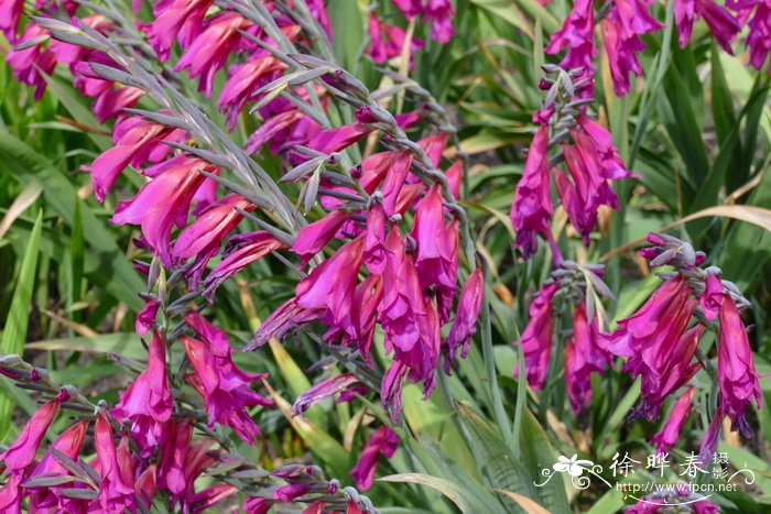 拜占廷唐菖蒲Gladiolus byzantinus