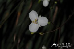 丽白花Libertia ixioides