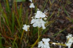 三分果丽白花Libertia tricocca