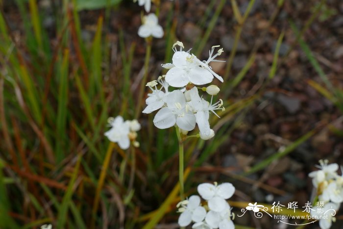 三分果丽白花Libertia tricocca