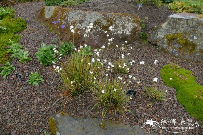 三分果丽白花Libertia tricocca