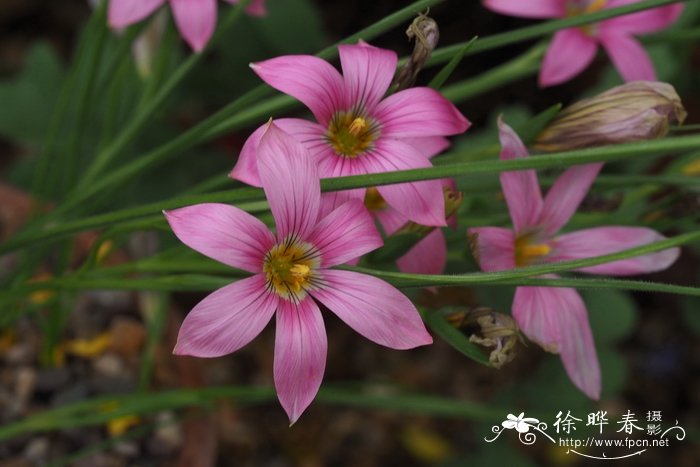 假二岐沙红花Romulea dichotoma