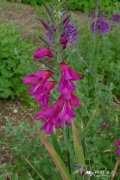 普通唐菖蒲Gladiolus communis