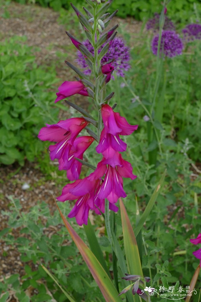 普通唐菖蒲Gladiolus communis