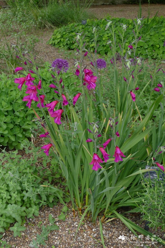 普通唐菖蒲Gladiolus communis