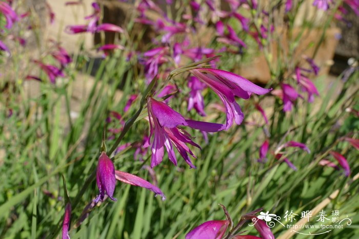 地中海唐菖蒲 Gladiolus italicus