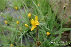 大果庭菖蒲Sisyrinchium macrocarpum