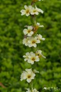 智利豚鼻花Sisyrinchium striatum