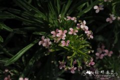 密生花柱草 Stylidium adnatum