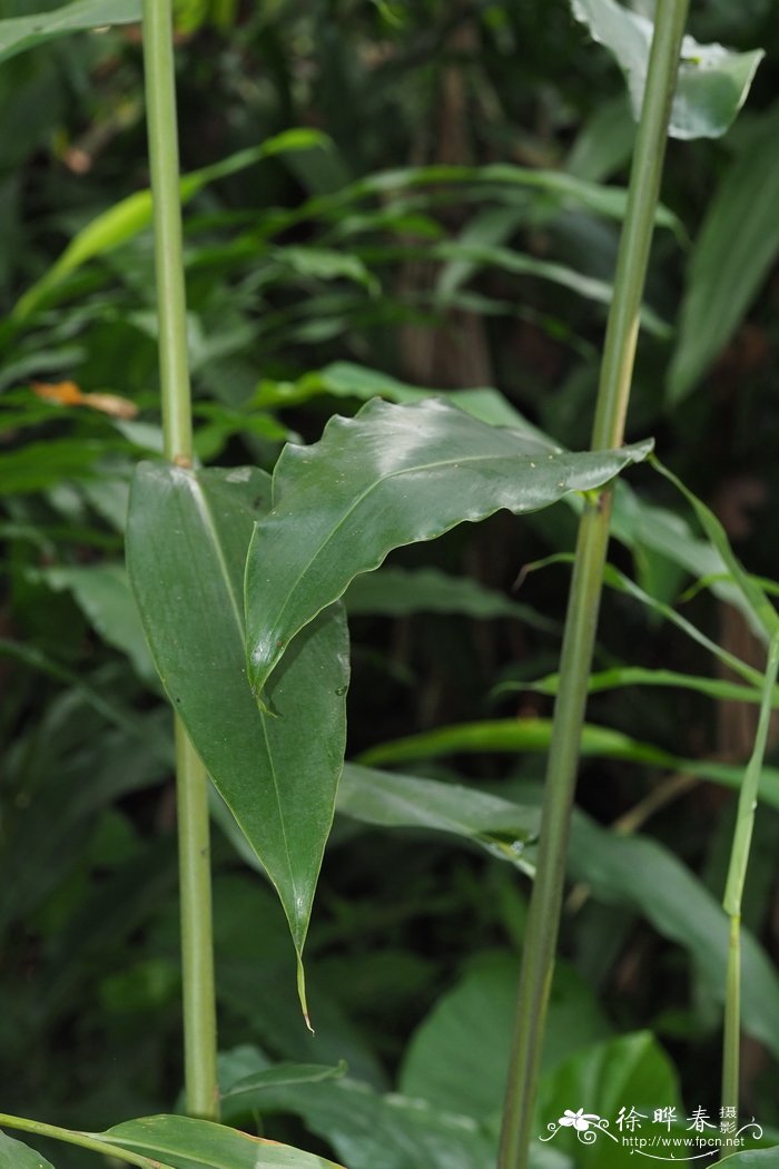 野草果Amomum koenigii