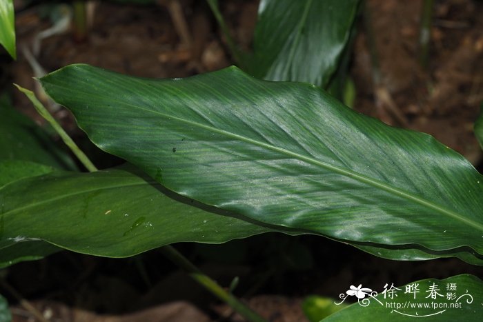 长柄豆蔻Amomum longipetiolatum