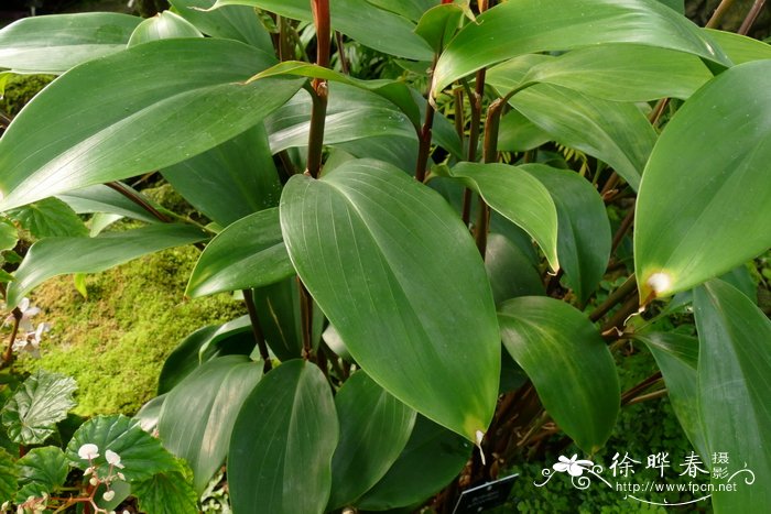 裂唇短唇姜Burbidgea schizocheila