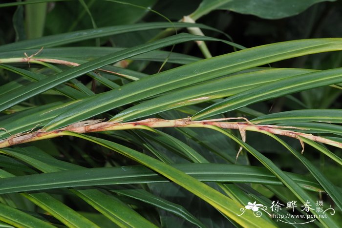 圆瓣茴香砂仁Etlingera orbiculata