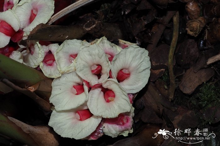 圆瓣茴香砂仁Etlingera orbiculata