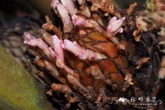 多果茴香砂仁Etlingera polycarpa