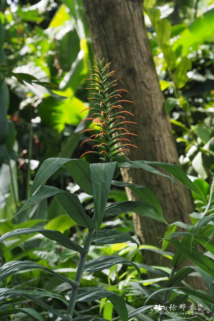 红姜花 Hedychium coccineum