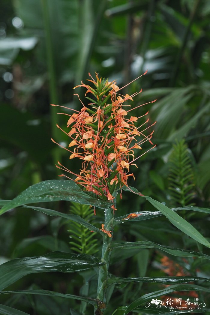 红姜花 Hedychium coccineum