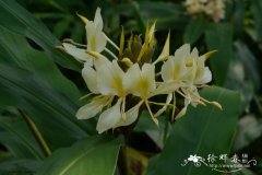 黄姜花Hedychium flavum