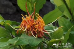 圣火姜花Hedychium longicornutum