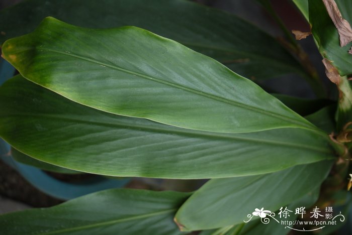 菲律宾姜花Hedychium philippinense