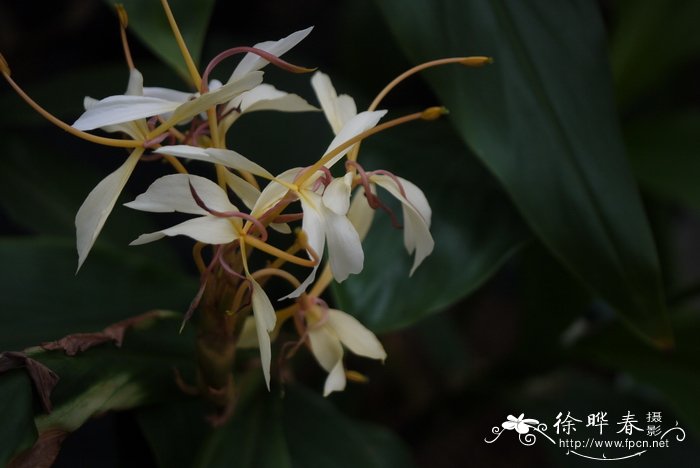 菲律宾姜花Hedychium philippinense