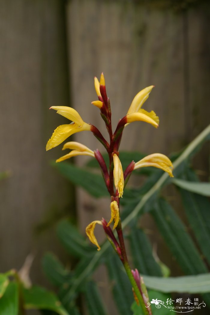 距药姜Cautleya gracilis