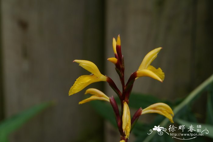 距药姜Cautleya gracilis