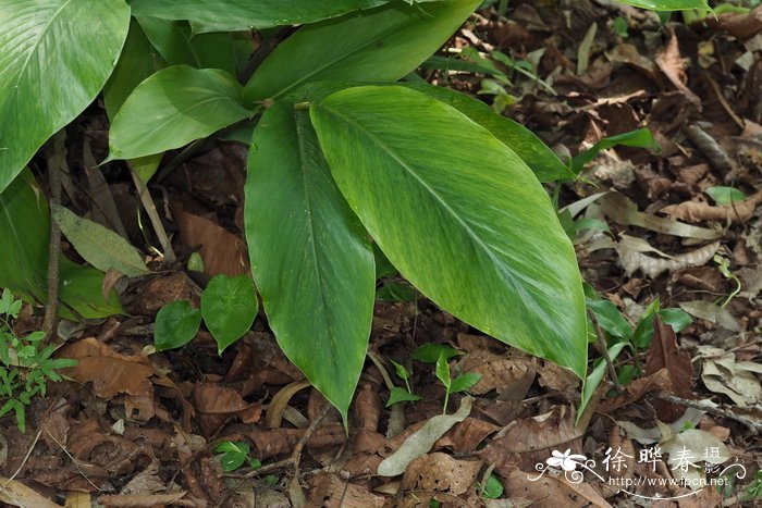 假益智 Alpinia maclurei