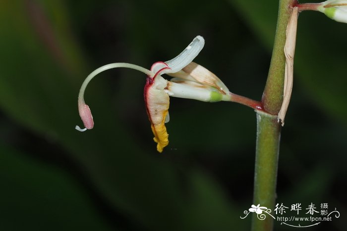 假益智 Alpinia maclurei